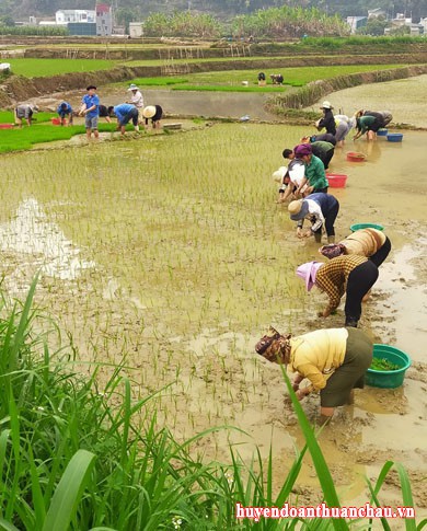 Tuổi trẻ Thuận Châu học tập đạo lý “Uống nước nhớ nguồn” trong tháng thanh niên năm 2021